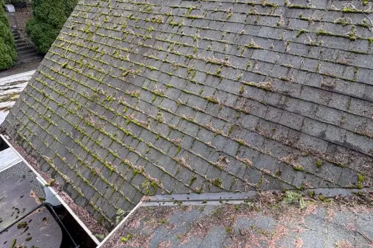 Roof covered in moss before soft washing