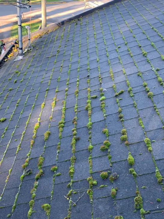 roof soft washing before